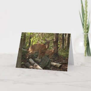 Mutter und Babyreh im Shenandoah-Nationalpark Karte