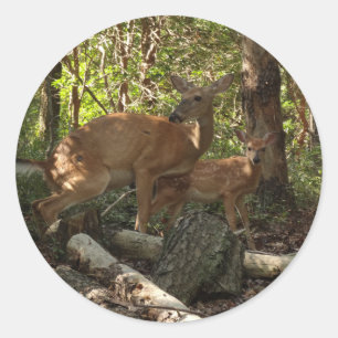 Mutter und Babyreh im Shenandoah-Nationalpark Runder Aufkleber