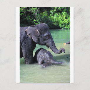 Mutter und Elefant im Fluss Postkarte