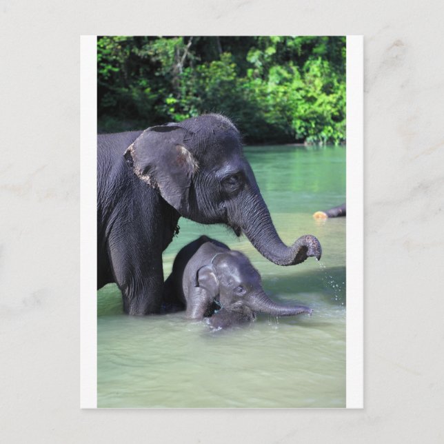 Mutter und Elefant im Fluss Postkarte (Vorderseite)