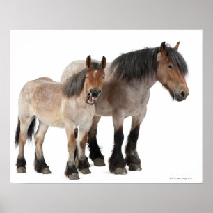 Mutter und Fohlen lächeln, belgisches Pferd, belgi Poster