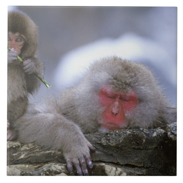 Mutter und Kind von Snow Monkey, Jigokudani, Nagan Fliese (Vorderseite)
