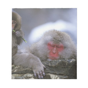 Mutter und Kind von Snow Monkey, Jigokudani, Nagan Notizblock