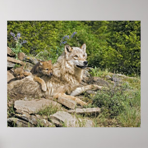 Mutter Wolf mit 2 Cubs Poster