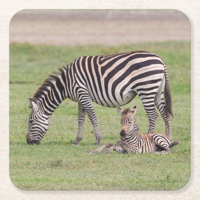 Mutter Zebra mit neugeborenem Colt Rechteckiger Pappuntersetzer (Vorderseite)