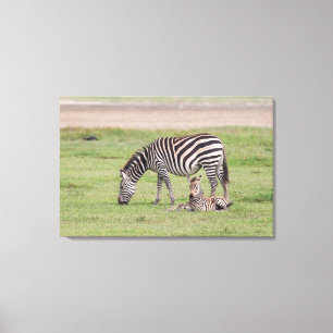 Mutter Zebra mit neugeborenem Fohlen Leinwanddruck