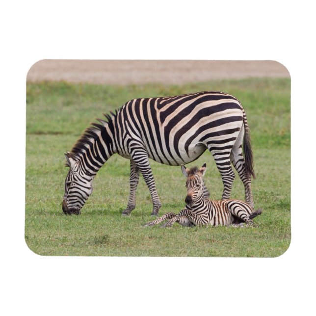 Mutter Zebra mit neugeborenem Fohlen Magnet (Horizontal)
