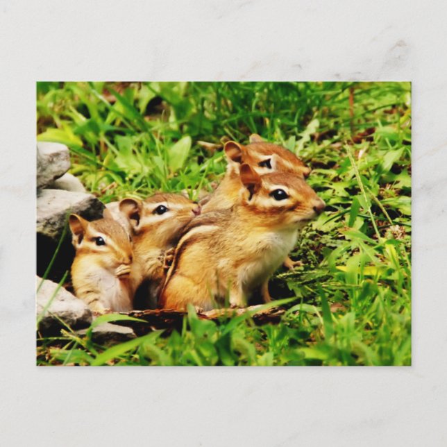 Mutterchipmunk und Babys Postkarte (Vorderseite)