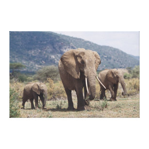 Mutterelefant, der mit Elefantkalb geht Leinwanddruck