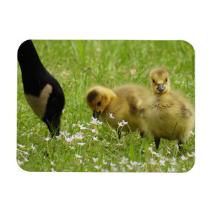 Muttergans (Canada) und Gänse Magnet