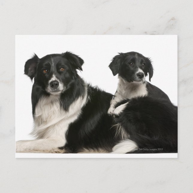 Muttergrenzkühe und Welpe Postkarte (Vorderseite)