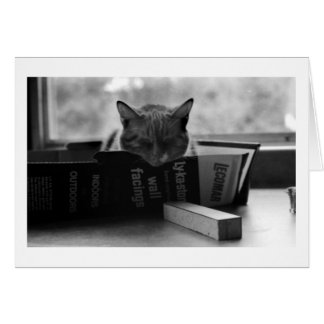 Mutterkatze schläft