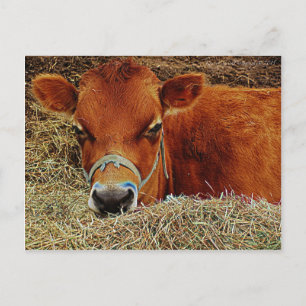Mutterkuh Postkarte