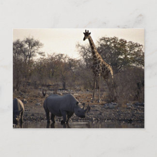 Mutternashorn und junger Nashorn an einem Wasserpl Postkarte