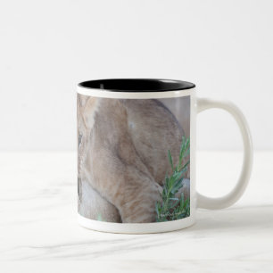 Mutterohr des Jungen des Löwes (Panthera Löwe) Zweifarbige Tasse
