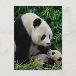 Mutterpanda und Baby im Bambusbusch, Wolong Postkarte