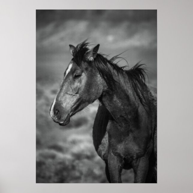 Mutterpferd Poster (Vorne)