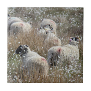 Mutterschafe in Gras aus Baumwolle in Nordhumberla Fliese