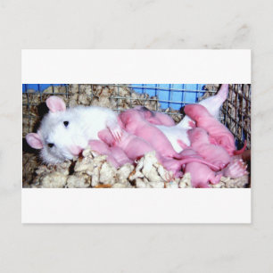 Mutterschaft Postkarte