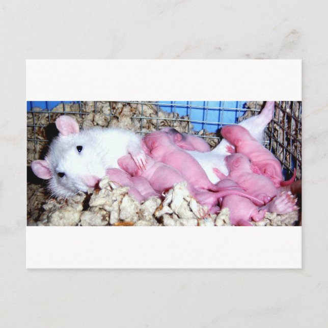 Mutterschaft Postkarte (Vorderseite)