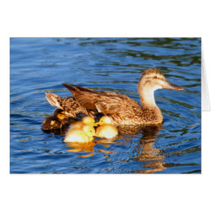 Mutterstockente mit ihren duckllings