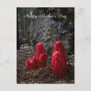 Muttertag der Schneeblocken Postkarte