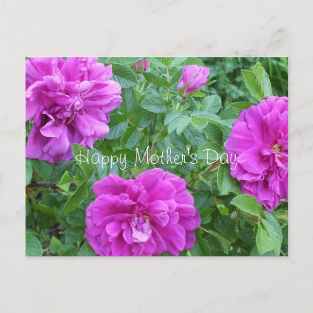 Muttertag-liebliche rosa Blume Postkarte (Vorderseite)