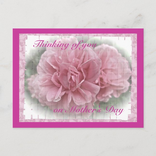Muttertag rosa Kletterrosa Rose blüht Postkarte (Vorderseite)