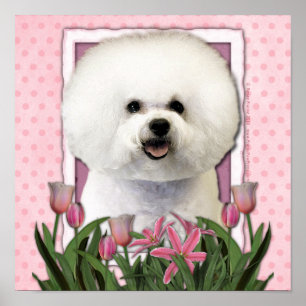 Muttertag - Rosa Tulips - Bichon Frise Poster
