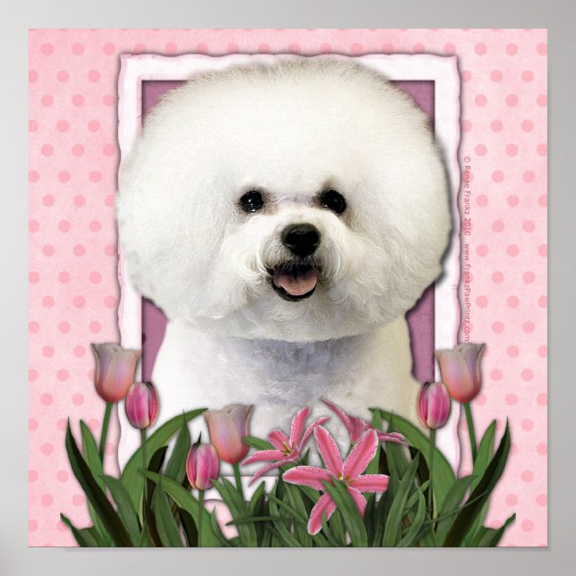 Muttertag - Rosa Tulips - Bichon Frise Poster (Vorne)