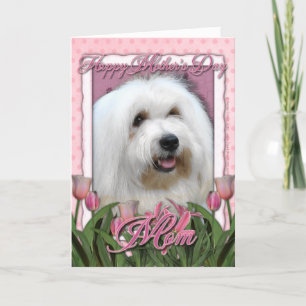 Muttertag - Rosa Tulips - Coton de Tulear Karte