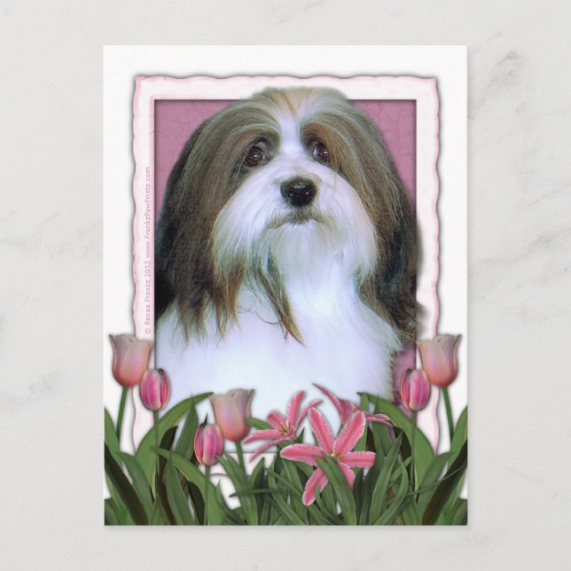 Muttertag - Rosa Tulips - Havanese Postkarte (Vorderseite)