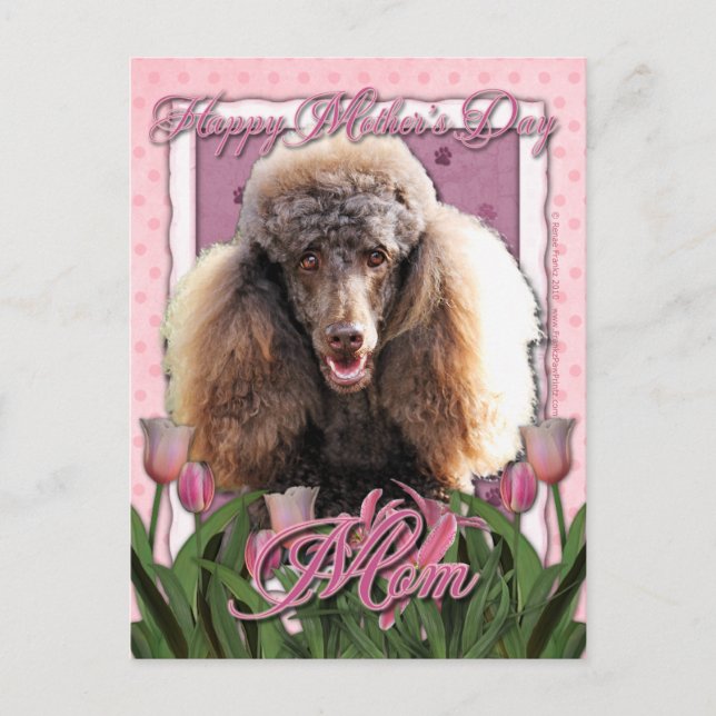 Muttertag - Rosa Tulips - Poodle - Schokolade Postkarte (Vorderseite)