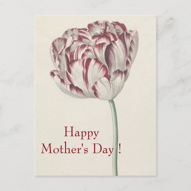 Muttertag - Vintage Kunst, Weiß und Rot Tulip Postkarte (Vorderseite)