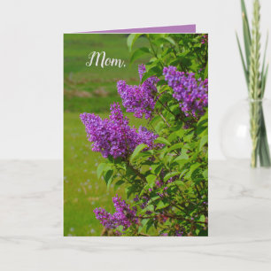Muttertag, wunderschöne Blume, Lila, hübsch Karte