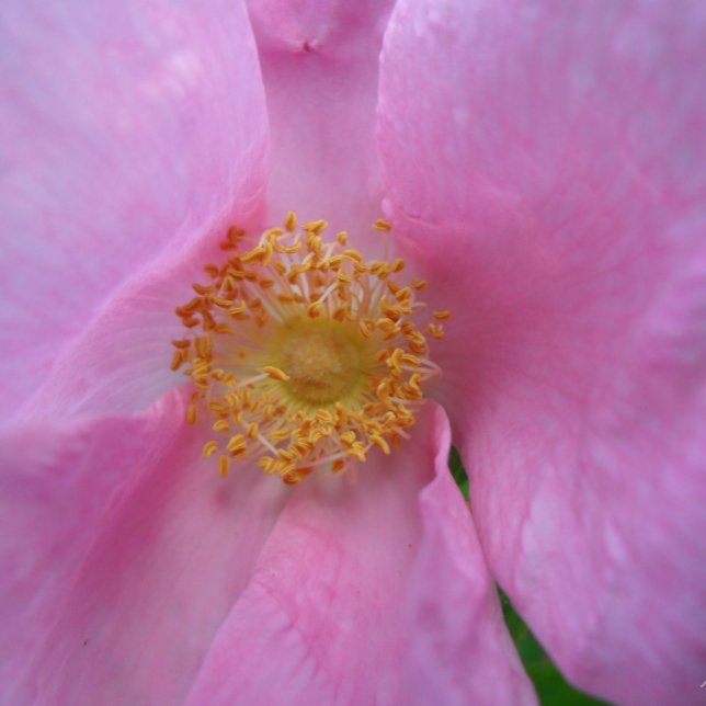 Muttertagskarte Dankeskarte (Von Creator hochgeladen)