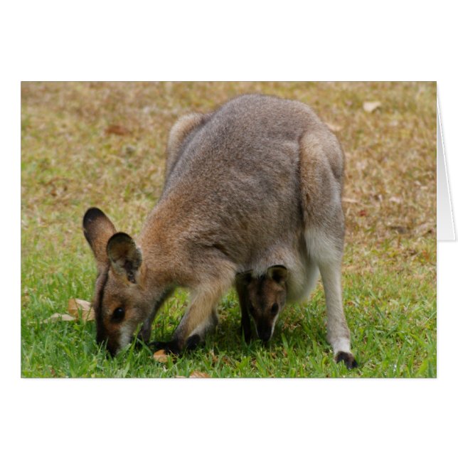 Mutterund Babyhübscher gegenübergestellter Wallaby (Vorderseite (Horizontal))