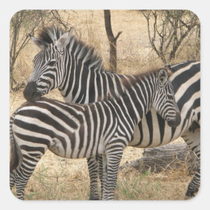 Mutterund Babyzebra-Aufkleber Quadratischer Aufkleber