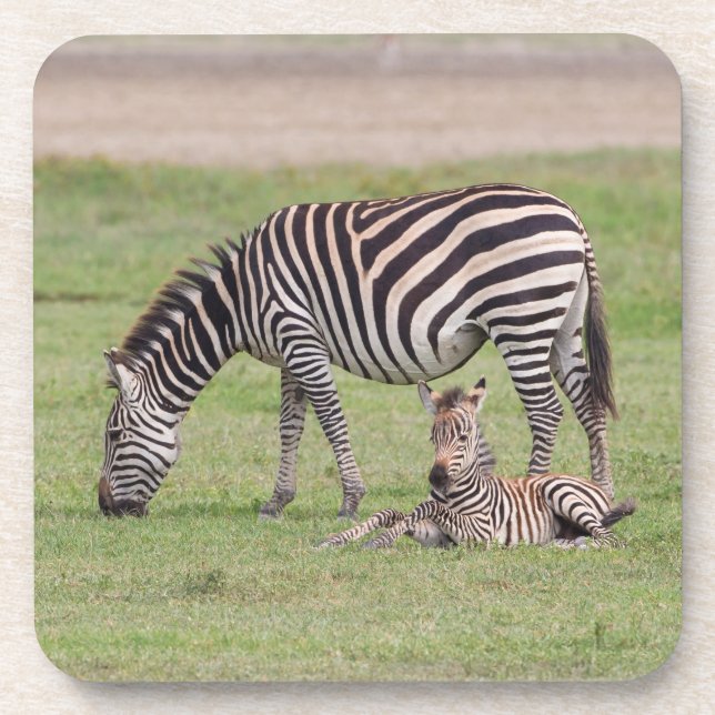 Mutterzebra mit neugeborenem Fohlen Getränkeuntersetzer (Vorderseite)