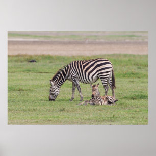 Mutterzebra mit neugeborenem Fohlen Poster