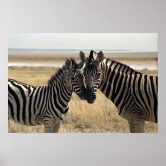 Mutterzebra und junger Zebra Poster