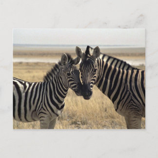 Mutterzebra und junger Zebra Postkarte