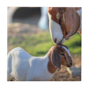 Mutterziege, die ihr Baby auf Kopf küsst Fliese