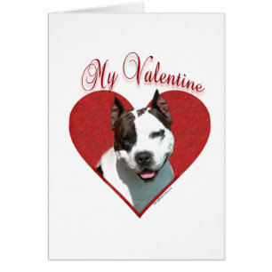 My AmStaff Valentine