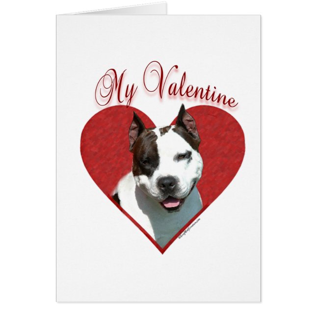 My AmStaff Valentine (Vorne)