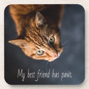 My best friend has paws, Cat Kitten Cute Getränkeuntersetzer