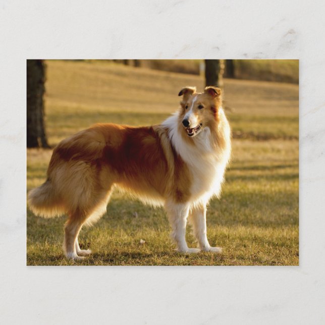 My Collie Postkarte (Vorderseite)