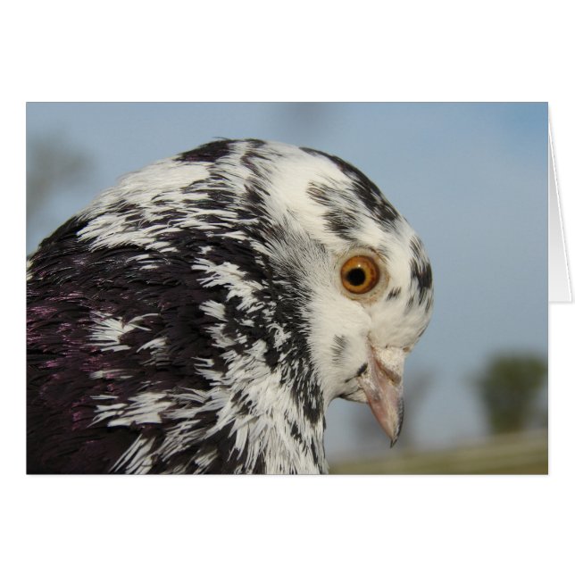 My Pretty Pigeon Blank Greeting Card (Vorderseite (Horizontal))