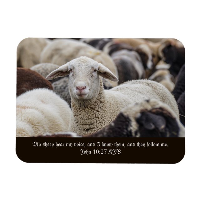 My Sheep Hear My Voice, Scripture, Sheep in Herd Magnet (Horizontal)