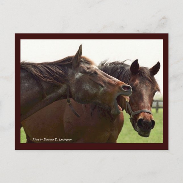 My Turbulent Miss with Taba Postcard Postkarte (Vorderseite)